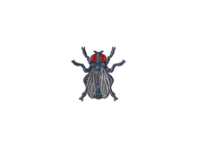 Fruit Fly